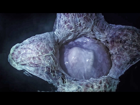 これぞエイリアン！映画『エイリアン：コヴェナント』予告編