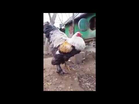 Big Boss 1 & 2! Biggest Brahma Chickens, BOTH ROOSTER VIDEOS! Huge cock.