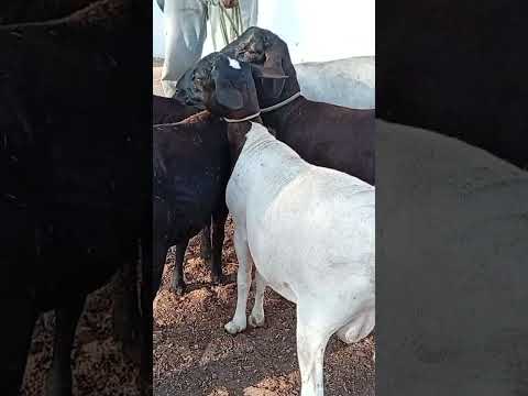 Feira de animais em Sumé PB 14/09/2026 #pecuarista