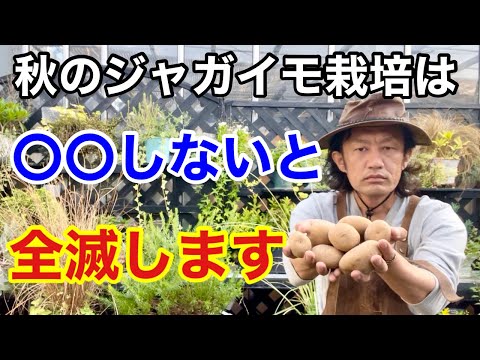 , title : '【３つのポイント】失敗させない秋のジャガイモ栽培教えます　　　【カーメン君】【園芸】【ガーデニング】【初心者】'