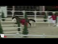 Bluff ter Doorn Z - Stallion 2018 - BWP Approvals 2021