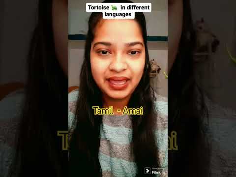 Tortoise 🐢  in different languages #shorts