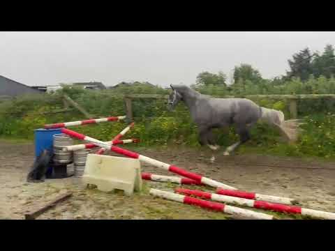 3 year old grey gelding - Image 2