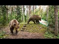The Day Bears Almost Killed Me My Underground House Saved My Life