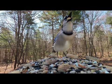 Blue Jay imitating hawk