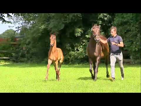 Maasdorff, v  Feinrich Samba Hit Lamarc