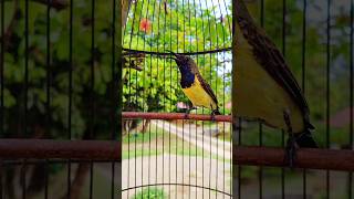 Download lagu suara burung sogon ngalas nembak #pancingansogokotong #sogongacorngobra #birds mp3