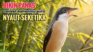 Download lagu toet toet suara cendet gacor PAGI SIANG SORE sangat efektif buat Pancingan cendet diam agr cpt bunyi mp3