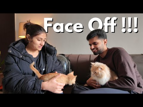 New cat vs Old cat | Cat’s name reveal | Vlog #58