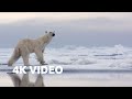 Hungry Polar Bear Ambushes Seal 4K UHD The Hunt BBC Earth