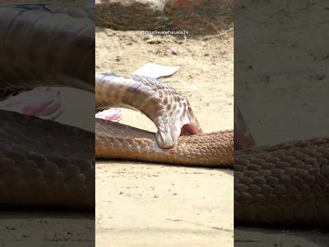 Dangerous Cobra Snake Bites 😱