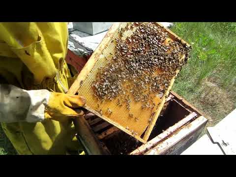 Пчеловодство. Глобальный сдвиг главного медосбора.Быстрая проверка молодой пчеломатки в отводке.