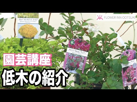 園芸 一般的なライラック