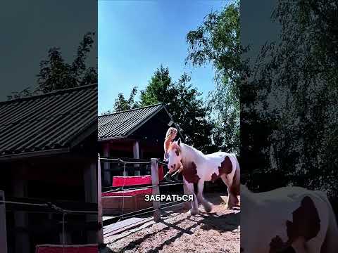 Лошадь сама помогла девушке сесть на неё! 🐴❤️
