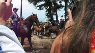 preview picture of video 'Pony Penning Days 2013-Chincoteague, VA'