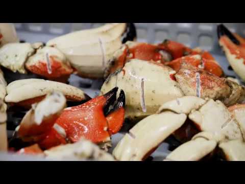 download lagu mp3 mp4 How To Eat Jonah Crab Claws, download lagu How To Eat Jonah Crab Claws gratis, unduh video klip How To Eat Jonah Crab Claws