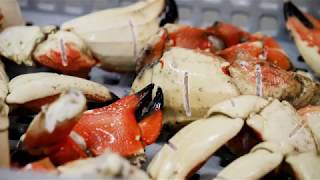 Jonah Crab Tutorial - How to Easily Open a Claw