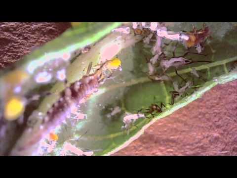 image-Are lacewings harmful?