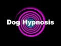Dog Hypnosis Requested