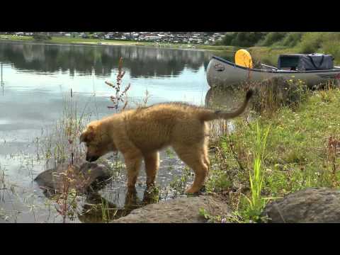 Welpenprojekt 2014 Teil 3 (Video): "The spirit of the last wilderness" (Kerani)