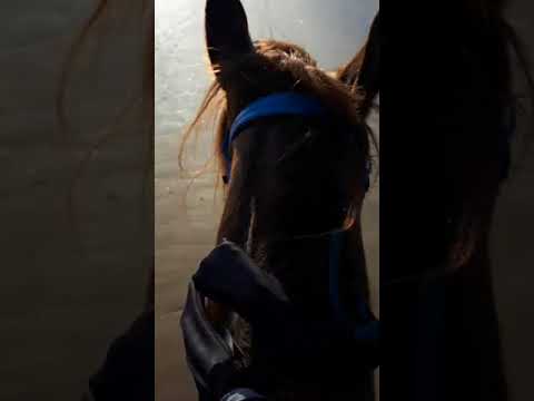 Rondje strand buitenrijden met Arabisch volbloed Raff