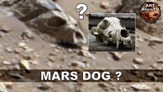 MARTIAN DOG SKULL - Or is it a Mars Bear ? ArtAlienTV