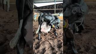 Vaca leiteira