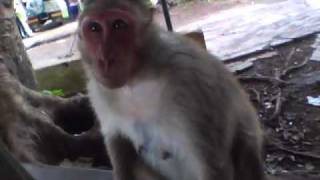 too much monkey business