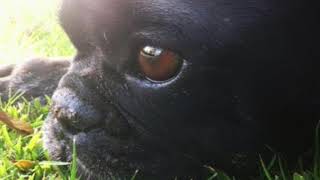 Let 'Em In - All Voices by Petra Haden