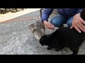 Angry Gray Cat Attacks Every Cat I Pet