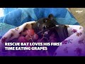 Rescue Bat Loves His First Time Eating Grapes | Yahoo Australia