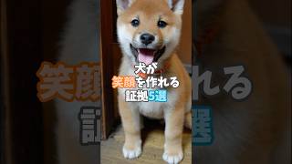 【愛されるために進化した】犬が笑顔を見せる驚きの真実5選🐾#犬のいる暮らし #いぬのきもち #犬の雑学 #犬の笑顔