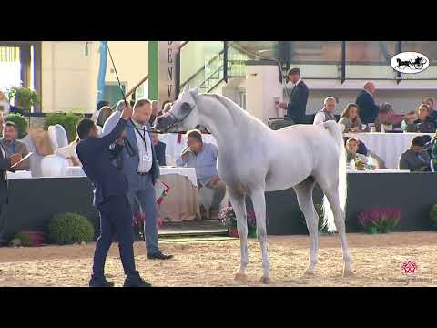 N 76 TF ANDRUS   Italian Nationals 2022   Stallions 4 6 Years Old Class 10