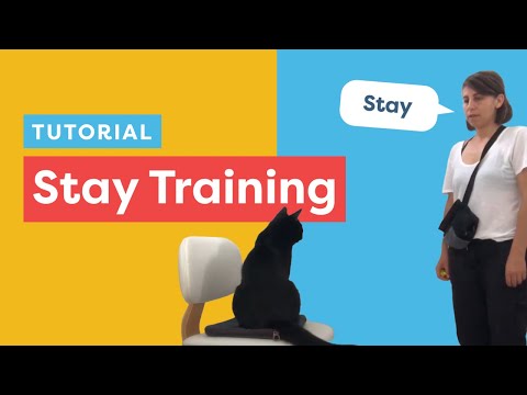 Teach Your Cat To Stay With Clicker Training
