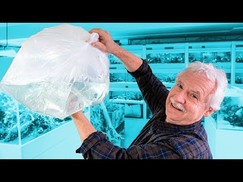 Es werden wieder Fische auspackt | AQUARIUM FISCH UNBOXING #11