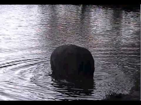 Hippo entering the water at Djuma 6-2-13