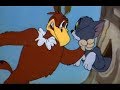 Tom And Jerry English Episodes Flirty Birdy Cartoons For Kids Key Mawe