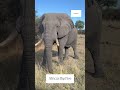 Africa's Big Five