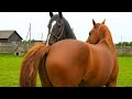 Loving Stallion With Kabylitsy Табун кобыл встречает жеребца