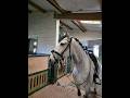 Hongre - Lusitanien - 8 ans - Dressage PSG - France