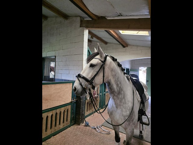 Hongre - Lusitanien - 8 ans - Dressage PSG - France