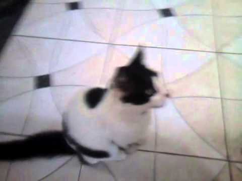 o gato que nao gosta da dilma