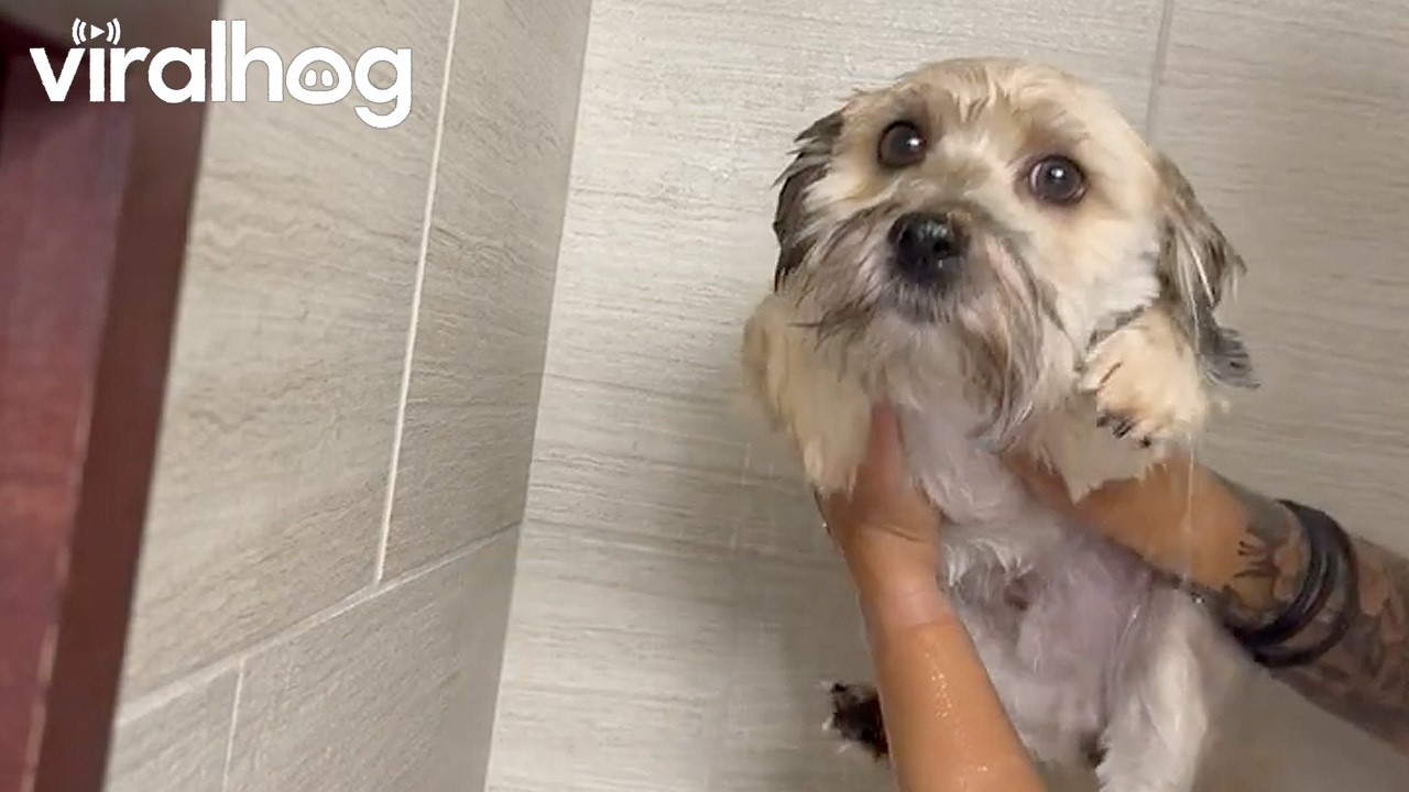 Shower for a Dog || ViralHog