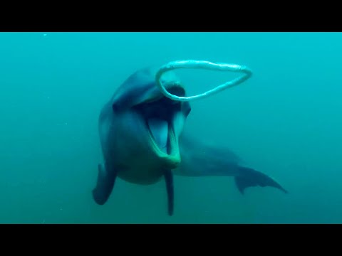 Delfíni reagují na podivné bubliny