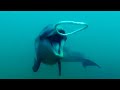 Dolphins React To Bizarre Bubbles Ocean Giants BBC Earth