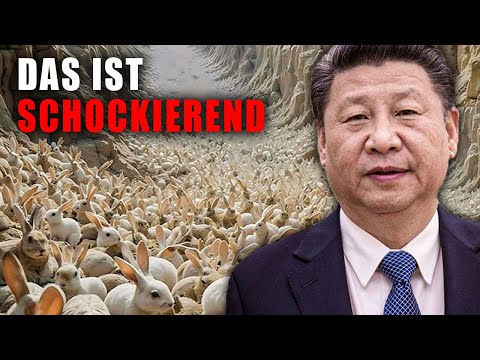 China siedelte 1 Million Kaninchen in die Wüste um später war die Welt schockiert