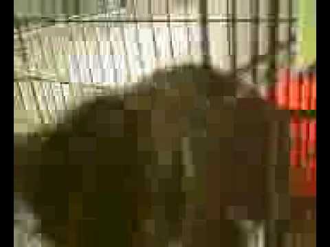 A-OFR Shaylee Adopted 11-19-2009