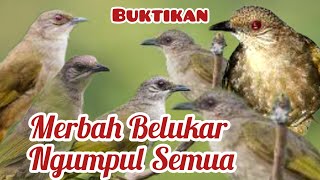 Download lagu SUARA PIKAT MERBAH AMPUH TENAN mp3