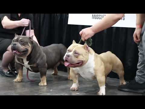 Muscletones King Kong vs R2G2