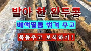 [텃밭농부 2,177]  발아한 완두콩. 배색필름 벗기고 1차 북돋우고 빈 구멍 보식하기#완두콩재배
